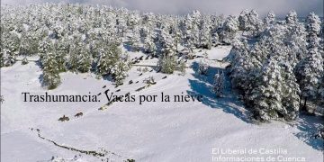 Trashumancia. Vacas bravas en la nieve