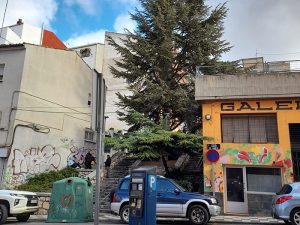 El Ayuntamiento de Cuenca aclara que todas las actuaciones en el arbolado están avaladas por informes técnicos