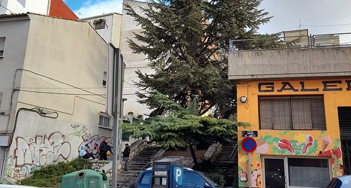 El Ayuntamiento de Cuenca aclara que todas las actuaciones en el arbolado están avaladas por informes técnicos