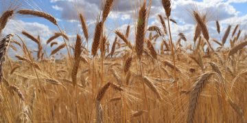 El Gobierno de Castilla-La Mancha amplía el plazo para presentar la solicitud única de la PAC hasta el 16 de mayo