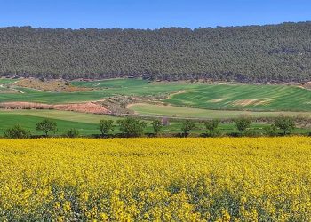 El Gobierno regional abona este viernes cerca de 15 millones de euros del saldo de la PAC a agricultores y ganaderos de Guadalajara