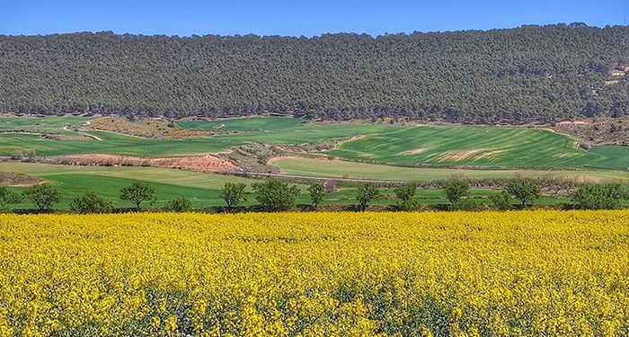 El Gobierno regional abona este viernes cerca de 15 millones de euros del saldo de la PAC a agricultores y ganaderos de Guadalajara 1 El Gobierno regional abona este viernes cerca de 15 millones de euros del saldo de la PAC y medio millón más de derechos especiales de ovino y caprino