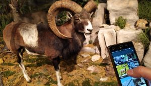 El IREC organiza la segunda edición del curso en línea sobre ciencia ciudadana y mejora del conocimiento y conservación de mamíferos europeos