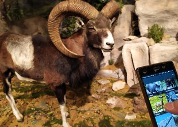 El IREC organiza la segunda edición del curso en línea sobre ciencia ciudadana y mejora del conocimiento y conservación de mamíferos europeos