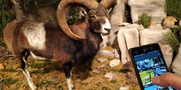 El IREC organiza la segunda edición del curso en línea sobre ciencia ciudadana y mejora del conocimiento y conservación de mamíferos europeos