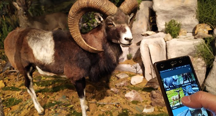 El IREC organiza la segunda edición del curso en línea sobre ciencia ciudadana y mejora del conocimiento y conservación de mamíferos europeos