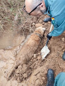 El Seprona de Guadalajara salva la vida a un perro atrapado en un barrizal en Yunquera de Henares