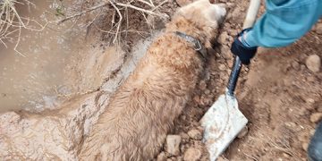 El Seprona de Guadalajara salva la vida a un perro atrapado en un barrizal en Yunquera de Henares