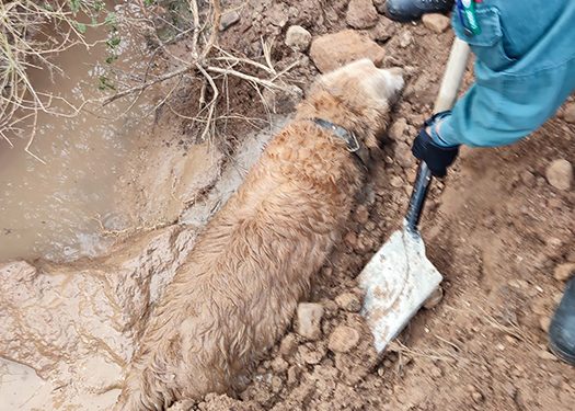 El Seprona de Guadalajara salva la vida a un perro atrapado en un barrizal en Yunquera de Henares