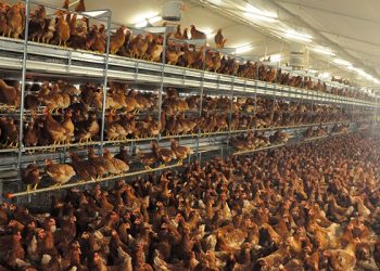 La plataforma contra la macrogranja de gallinas de San Clemente exige que se le aplique la moratoria por su plan de bioseguridad impreciso y desactualizado