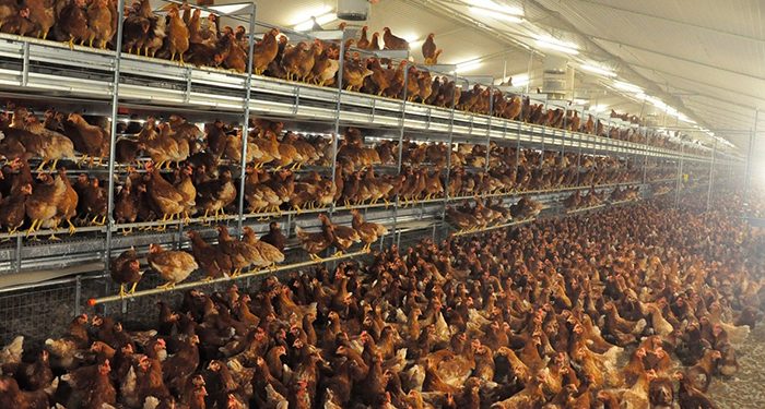 El Ministerio de Agricultura, Pesca y Alimentación amplía el confinamiento de aves de cría a todas las granjas de España 1 La plataforma contra la macrogranja de gallinas de San Clemente exige que se le aplique la moratoria por su plan de bioseguridad impreciso y desactualizado