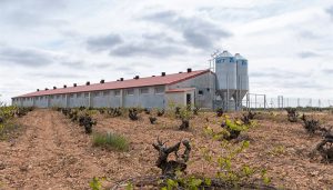Rechazo contundente de ASAJA Cuenca a la moratoria anunciada por el Gobierno de CLM a la instalación de granjas de porcino
