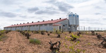 Rechazo contundente de ASAJA Cuenca a la moratoria anunciada por el Gobierno de CLM a la instalación de granjas de porcino