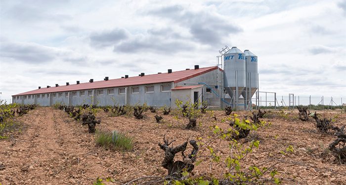 Rechazo contundente de ASAJA Cuenca a la moratoria anunciada por el Gobierno de CLM a la instalación de granjas de porcino