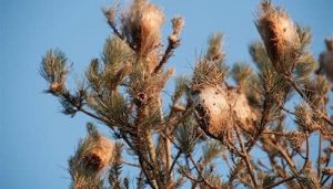 Cabanillas aplica un tratamiento preventivo para evitar la proliferación de procesionaria en primavera