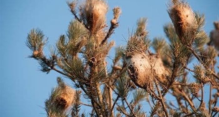 Cabanillas aplica un tratamiento preventivo para evitar la proliferación de procesionaria en primavera