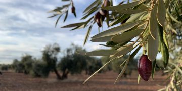 Castilla-La Mancha mejorará el Plan de Seguros Agrarios que aumentará su presupuesto en 2022 en un 25 por ciento respecto al año anterior