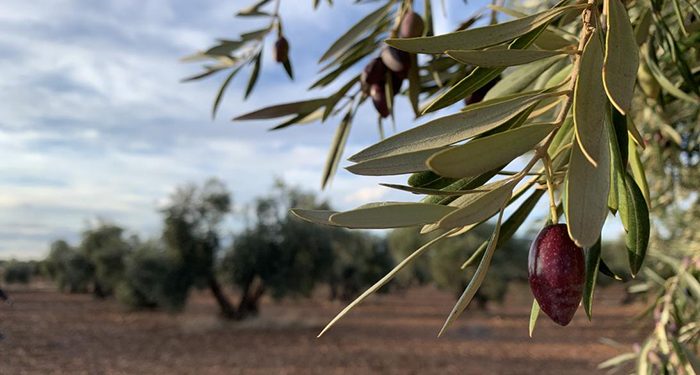 Castilla-La Mancha mejorará el Plan de Seguros Agrarios que aumentará su presupuesto en 2022 en un 25 por ciento respecto al año anterior