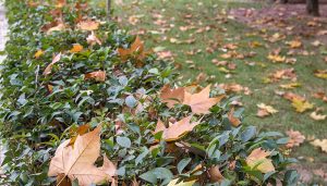 El Ayuntamiento de Guadalajara destina 50.000 euros a las comunidades de propietarios para el mantenimiento y conservación de zonas verdes