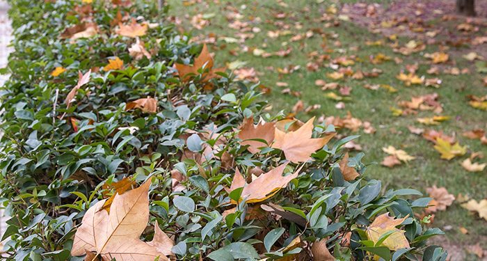 El Ayuntamiento de Guadalajara destina 50.000 euros a las comunidades de propietarios para el mantenimiento y conservación de zonas verdes