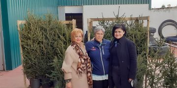 Este domingo se plantarán en San Clemente los abetos con los que el Ayuntamiento obsequió a los establecimientos