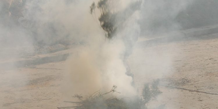 Culebras. El humo protector de las sabinas por San Sebastián