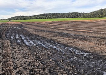 Purines Campillo de Altobuey (Cuenca)