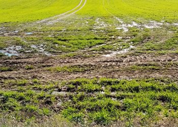Purines en la Vega de Tarancón