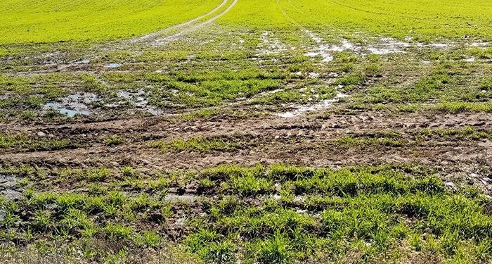 Los purines de Álvaro Martínez Chana 1 Purines en la Vega de Tarancón