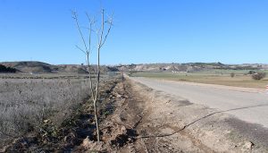 Tarancón planta alrededor de 300 árboles en el camino de la ermita y en el paraje Peña El Águila