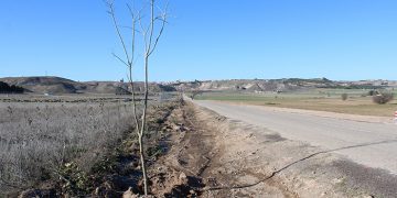 Tarancón planta alrededor de 300 árboles en el camino de la ermita y en el paraje Peña El Águila
