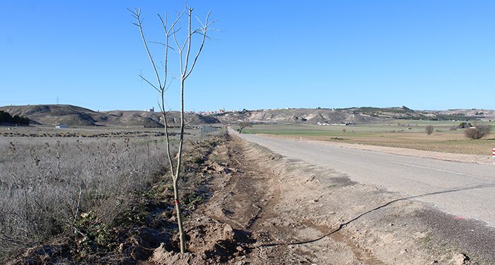 Tarancón planta alrededor de 300 árboles en el camino de la ermita y en el paraje Peña El Águila
