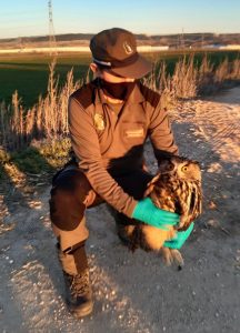 Trasladado al Centro de Recuperación de Fauna de Guadalajara un búho real con un ala rota