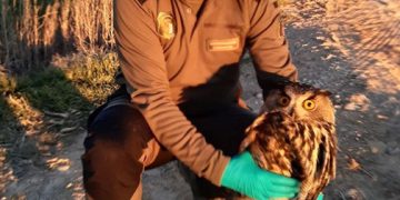 Trasladado al Centro de Recuperación de Fauna de Guadalajara un búho real con un ala rota