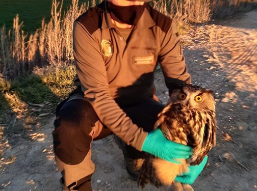 Trasladado al Centro de Recuperación de Fauna de Guadalajara un búho real con un ala rota