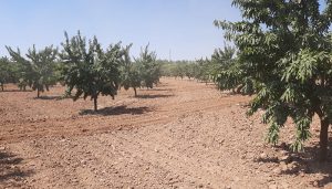 Arranca en Castilla-La Mancha el programa CULTIVA con parada en El Herrumblar