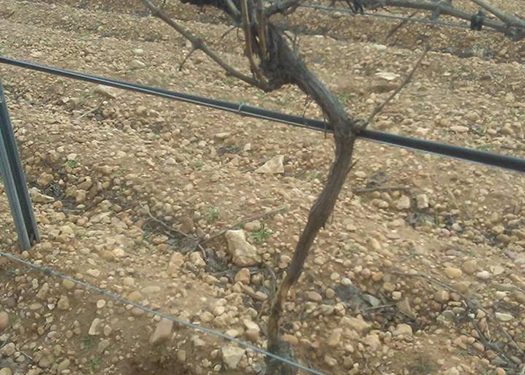 Asaja Cuenca insta a la Junta a que publique de forma urgente la emergencia cinegética por daños de conejo