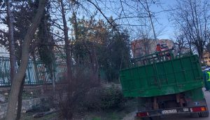 El Ayuntamiento de Cuenca poda varios árboles en el parque de Santa Ana para evitar riesgos de caída de ramas o de los propios árboles