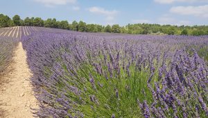 El programa Cultiva hace parada en Cogollor y Sigüenza
