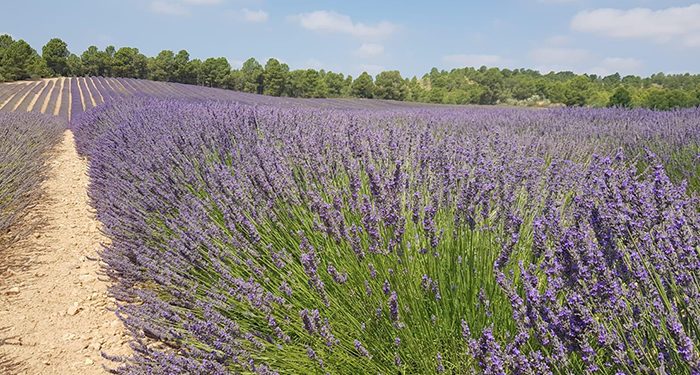 El programa Cultiva hace parada en Cogollor y Sigüenza