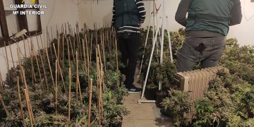 En la comarca de Alarcón van a fumar menos marihuana