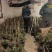 En la comarca de Alarcón van a fumar menos marihuana