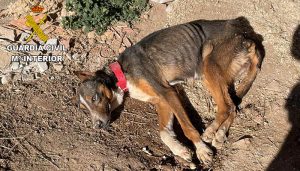 La Guardia Civil investiga a una persona en El Pobo de Dueñas por abandono animal