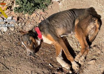 La Guardia Civil investiga a una persona en El Pobo de Dueñas por abandono animal