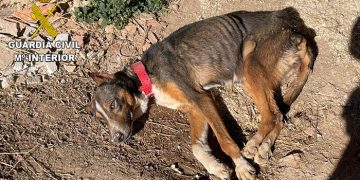La Guardia Civil investiga a una persona en El Pobo de Dueñas por abandono animal