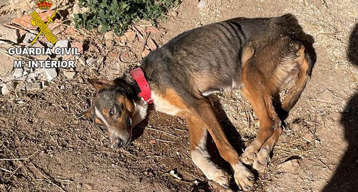 La Guardia Civil investiga a una persona en El Pobo de Dueñas por abandono animal