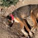 La Guardia Civil investiga a una persona en El Pobo de Dueñas por abandono animal 3 La Guardia Civil investiga a una persona en El Pobo de Dueñas por abandono animal