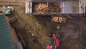 La plataforma vecinal contra la macrogranja de gallinas entre San Clemente y Villarrobledo pide paralizar su tramitación ante la expansión de la epidemia de gripe aviar en España