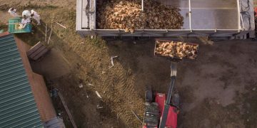 La plataforma vecinal contra la macrogranja de gallinas entre San Clemente y Villarrobledo pide paralizar su tramitación ante la expansión de la epidemia de gripe aviar en España