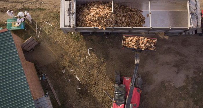 La plataforma vecinal contra la macrogranja de gallinas entre San Clemente y Villarrobledo pide paralizar su tramitación ante la expansión de la epidemia de gripe aviar en España
